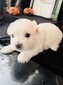 SOLD Sir Max (Max)