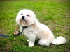 Bentley- SOLD, 09/2024