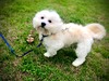 Bentley (Coton de Tulear)