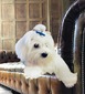 Adeline Champagne Benitez- Tan & White