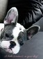 Lady Bella (AKC)