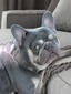 Sir Nico (AKC)