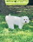 SOLD- Lady Bea - Coton De Tulear-  $6,000.00 Plus Shipping